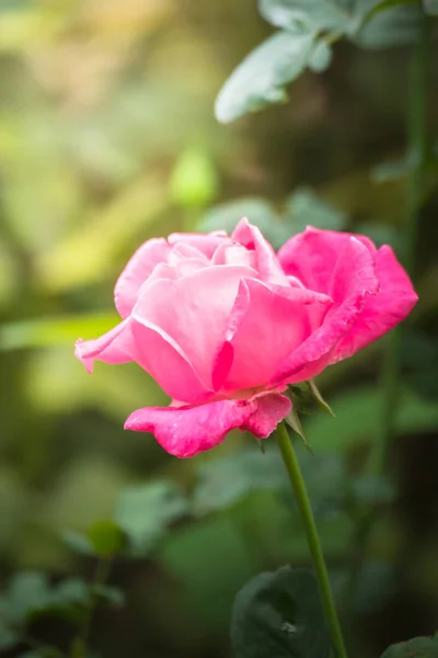 Roses in the garden — Stock Photo, Image