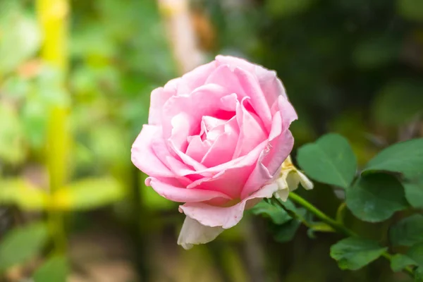 Rosas en el jardín — Foto de Stock