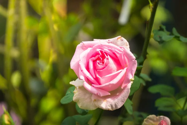 Rosas en el jardín — Foto de Stock