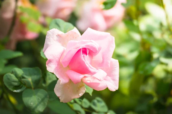 Rosas en el jardín — Foto de Stock