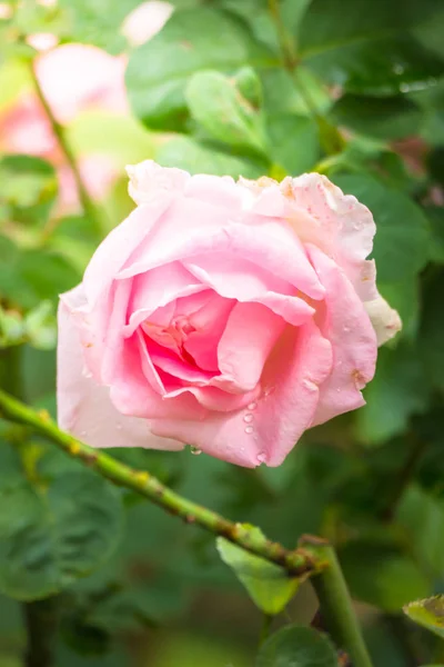 Rosen im Garten — Stockfoto