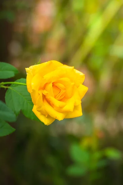 Розы в саду — стоковое фото