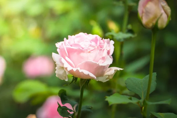 Троянди в саду — стокове фото
