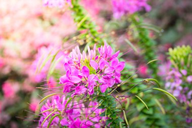 Renkli çiçeklerin arkaplan resmi