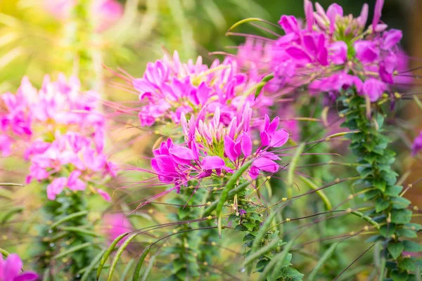 L'immagine di sfondo dei fiori colorati — Foto Stock