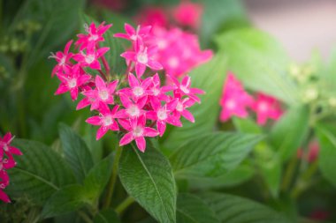 Renkli çiçeklerin arkaplan resmi