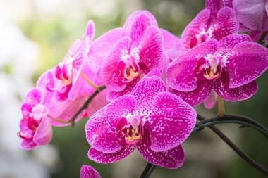 Renkli çiçeklerin arkaplan resmi