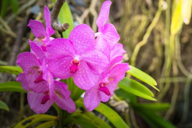 Renkli çiçeklerin arkaplan resmi