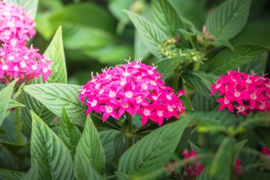 Renkli çiçeklerin arkaplan resmi