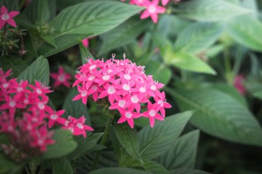 Renkli çiçeklerin arkaplan resmi