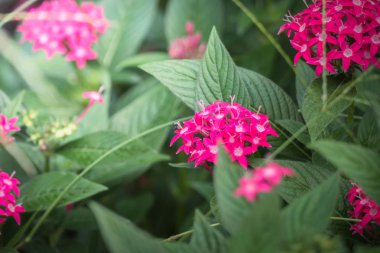 Renkli çiçeklerin arkaplan resmi