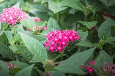 Renkli çiçeklerin arkaplan resmi
