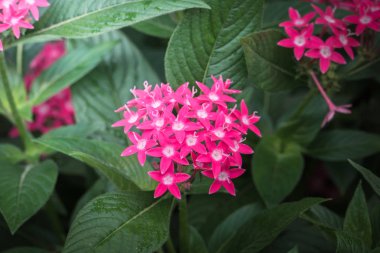 Renkli çiçeklerin arkaplan resmi