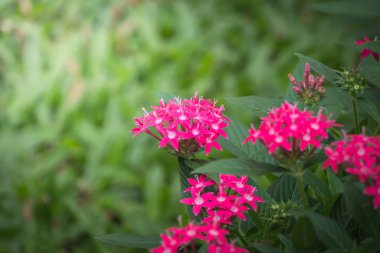 Renkli çiçeklerin arkaplan resmi