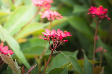 Renkli çiçeklerin arkaplan resmi