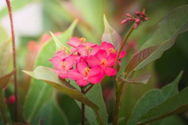 Renkli çiçeklerin arkaplan resmi