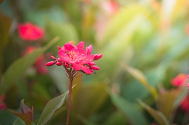 Renkli çiçeklerin arkaplan resmi