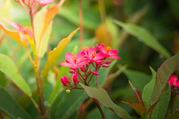 L'image de fond des fleurs colorées — Photo