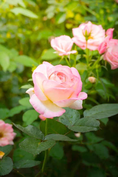 Bahçedeki güller — Stok fotoğraf