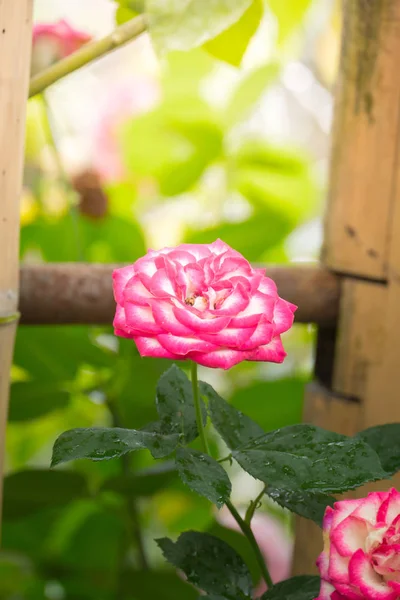 Rosas en el jardín — Foto de Stock