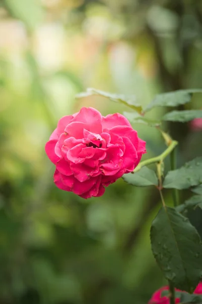 Rosas en el jardín — Foto de Stock