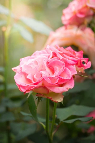 Rosas en el jardín —  Fotos de Stock
