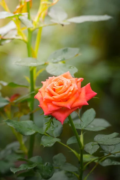 Roses in the garden — Stock Photo, Image