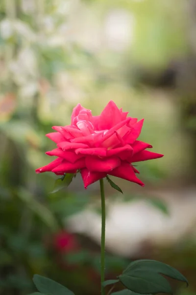 花园里的玫瑰 — 图库照片