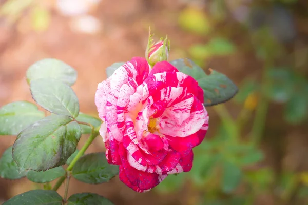 बागेत गुलाब — स्टॉक फोटो, इमेज