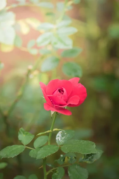 Rosas no jardim — Fotografia de Stock
