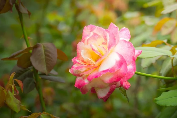 Rosen im Garten — Stockfoto