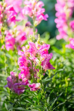 Renkli çiçeklerin arkaplan resmi