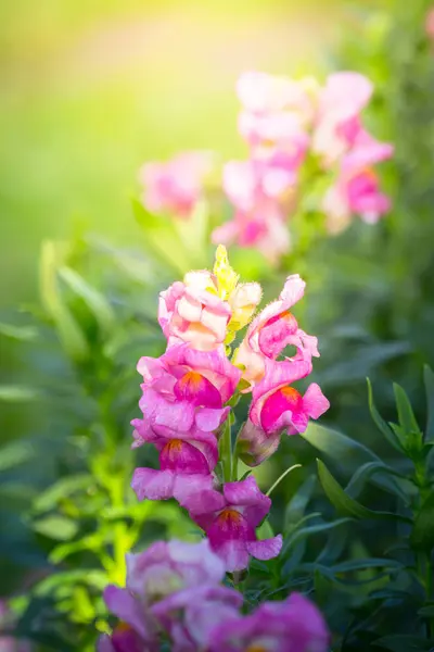 L'image de fond des fleurs colorées — Photo