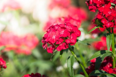 Renkli çiçeklerin arkaplan resmi