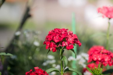 Renkli çiçeklerin arkaplan resmi