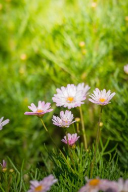 Renkli çiçeklerin arkaplan resmi