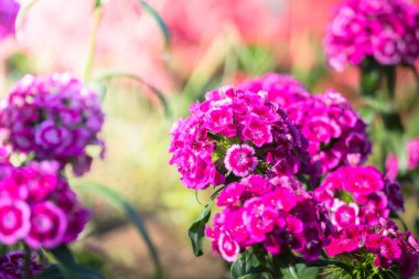 Renkli çiçeklerin arkaplan resmi