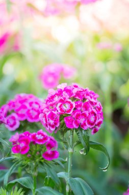 Renkli çiçeklerin arkaplan resmi