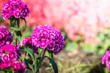 Renkli çiçeklerin arkaplan resmi