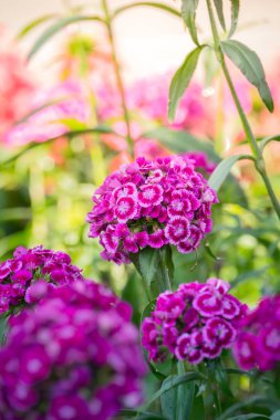 Renkli çiçeklerin arkaplan resmi