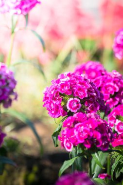 Renkli çiçeklerin arkaplan resmi