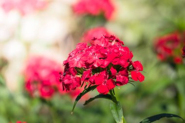 Renkli çiçeklerin arkaplan resmi