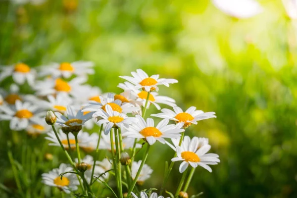 Renkli çiçeklerin arkaplan resmi