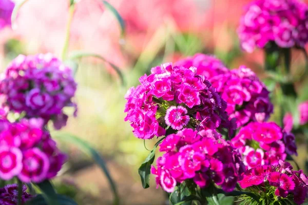 Renkli çiçeklerin arkaplan resmi