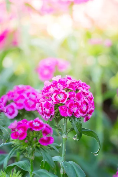 Renkli çiçeklerin arkaplan resmi