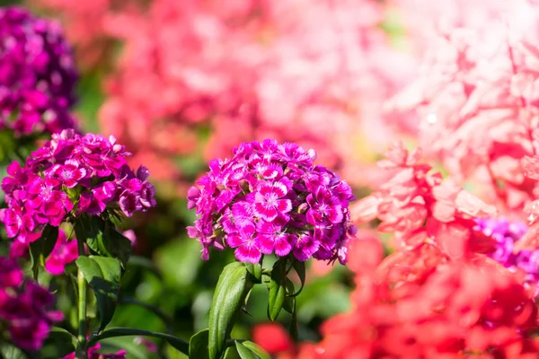 Renkli çiçeklerin arkaplan resmi