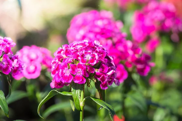 Renkli çiçeklerin arkaplan resmi