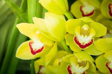 Renkli çiçeklerin arkaplan resmi