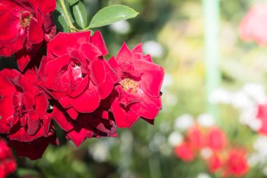 Renkli çiçeklerin arkaplan resmi