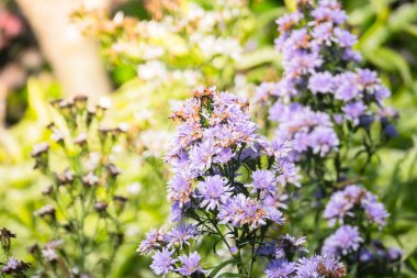 Renkli çiçeklerin arkaplan resmi